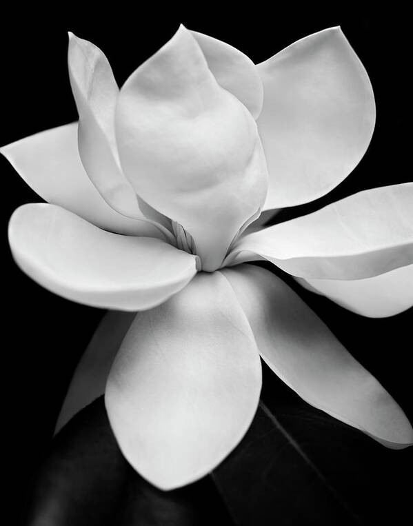 Magnolia Poster featuring the photograph Magnolia by Michael Harrison