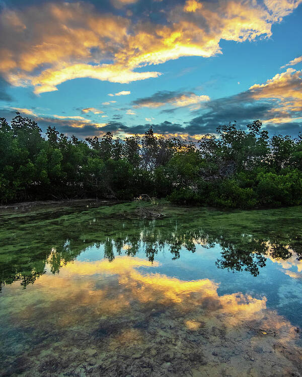Sunrise Poster featuring the photograph Mangrove Reflection at Sunrise in Key West by Bob Slitzan