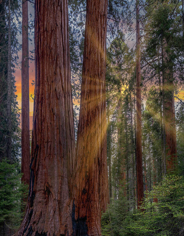 California Poster featuring the photograph Merced Grove Sunrise by Tim Fitzharris