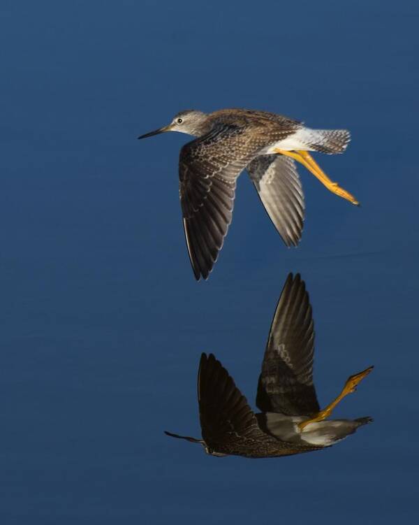 Lessor Yellowlegs Poster featuring the photograph Mirror Mirror On The Marsh by Chip Gilbert