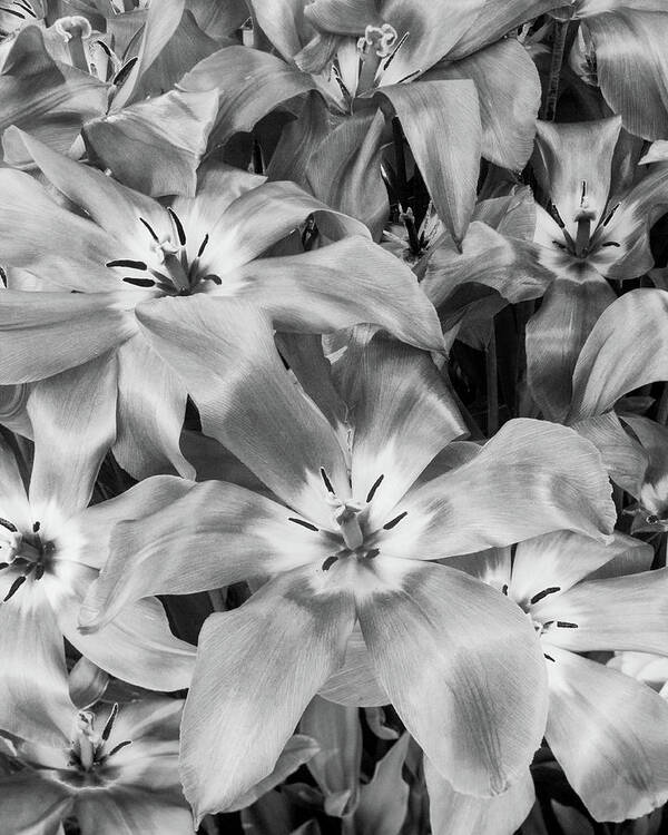 Tulip Poster featuring the photograph Monochrome Tulips by Lynn Davis