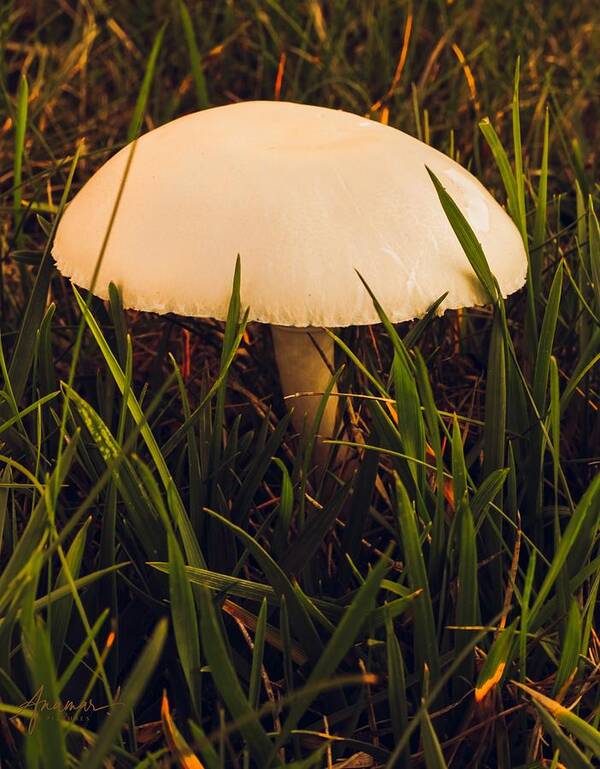 Mushroom Poster featuring the photograph Mushroom 2 by Anamar Pictures