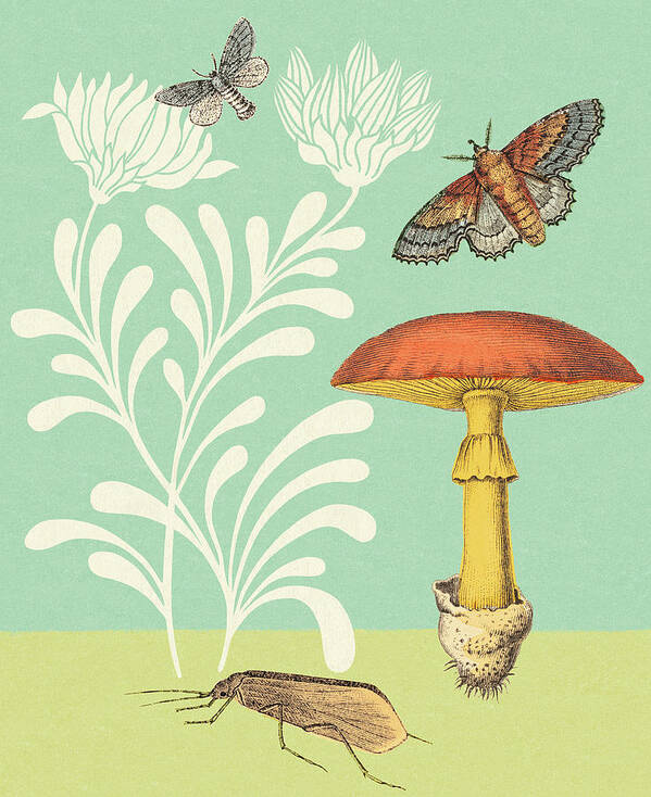 Animal Poster featuring the drawing Mushroom, Moths, Grasshopper and Flowers by CSA Images