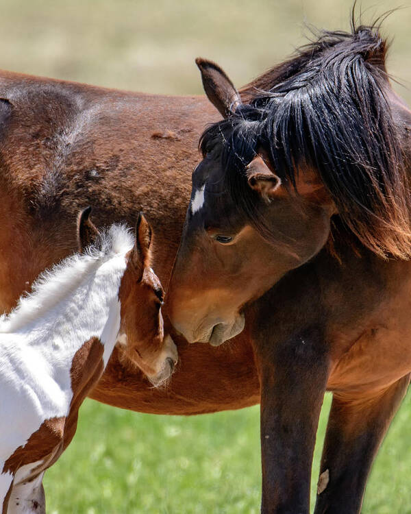 Horses Poster featuring the photograph My Little one by Mary Hone