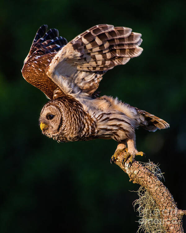 Barred Owl Poster featuring the photograph Off for the Hunt by Jane Axman