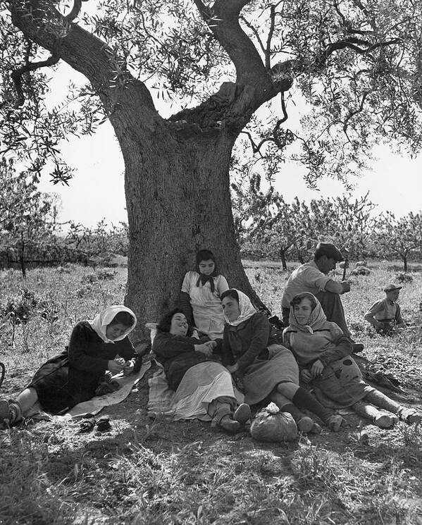 Human Interest Poster featuring the photograph Olive Groves Workers by Alfred Eisenstaedt