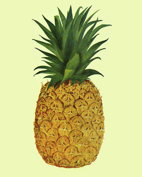 Campy Poster featuring the drawing One Pineapple by CSA Images
