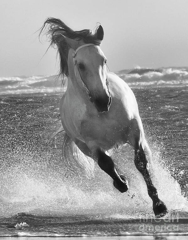 Stallion Poster featuring the photograph One with the Sea by Jody Miller