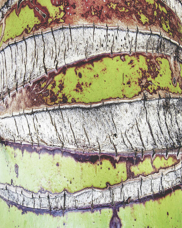 Palm Tree Poster featuring the photograph Palm Tree Bark by Lupen Grainne