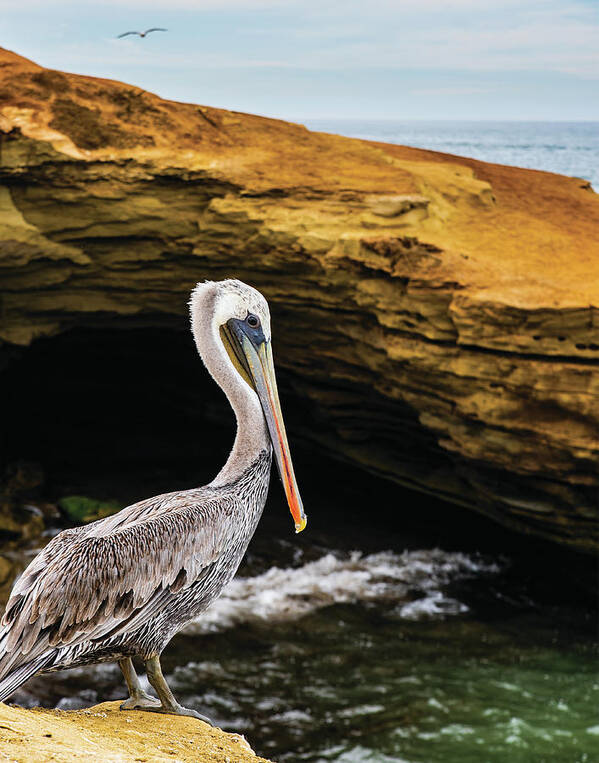 Ocean Beach Poster featuring the photograph Pelican by Local Snaps Photography