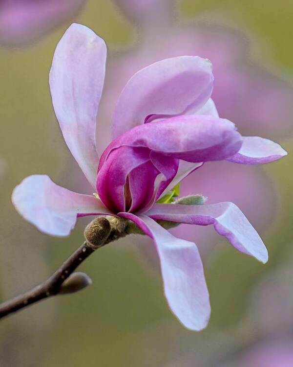 Spring Poster featuring the photograph Pink Magnolia by Susan Rydberg