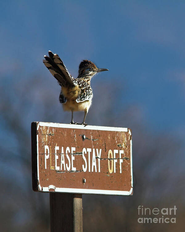 Sign Poster featuring the photograph Please Stay Off by Jane Axman
