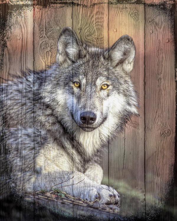Animals Poster featuring the photograph Portrait of a Wolf by Debra and Dave Vanderlaan