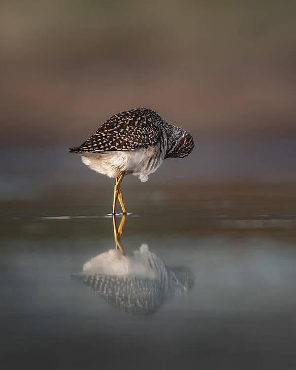 Wood Sandpiper Poster featuring the photograph Preening In Process by Magnus Renmyr