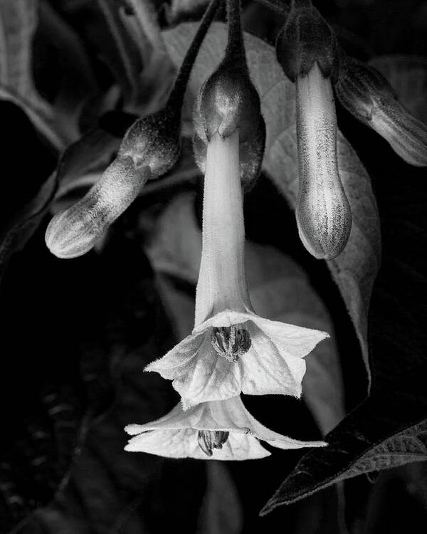 Purple Trumpet Poster featuring the photograph Purple Trumpet by Lynn Davis