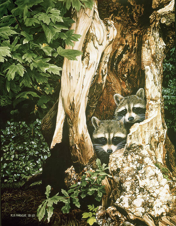 Two Raccoons Look Out From A Hollowed Out Tree Trunk. Poster featuring the painting Raccoon Pair by Ron Parker