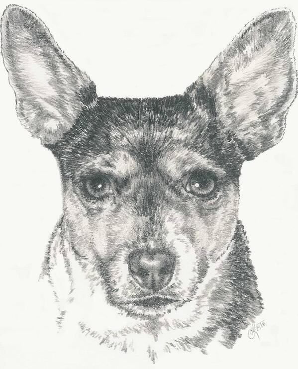 Terrier Poster featuring the drawing Rat Terrier in Graphite by Barbara Keith