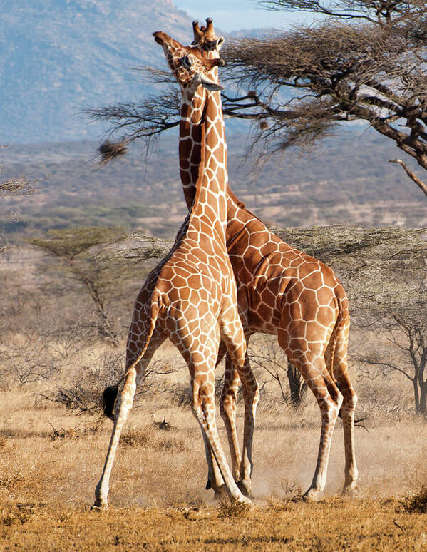 Kenya Poster featuring the photograph Reticulated Giraffe by Janet Miles