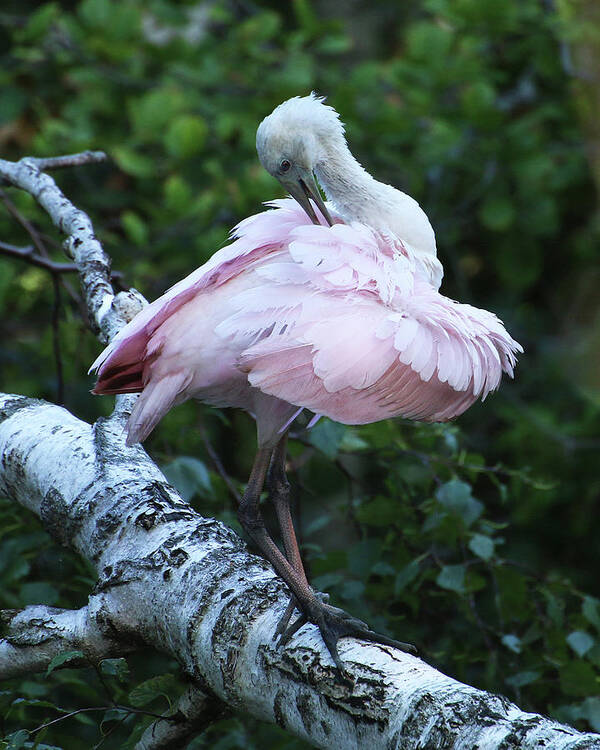 Wildlife Poster featuring the photograph Roseate Spoonbill 07 by William Selander
