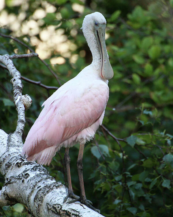 Wildlife Poster featuring the photograph Roseate Spoonbill 17 by William Selander