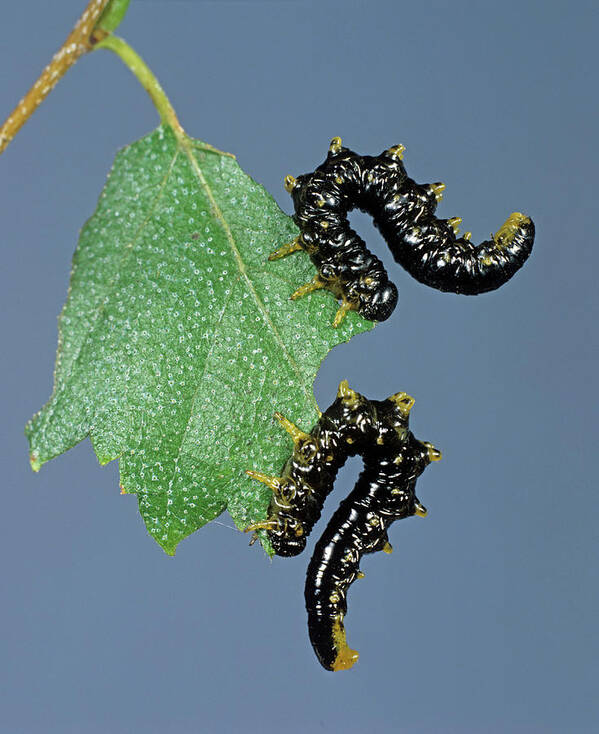 Alarm Poster featuring the photograph Sawfly Craesus Latipes Larvae by Nigel Cattlin