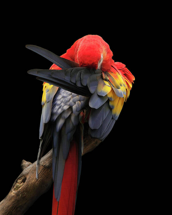 Animal Themes Poster featuring the photograph Scarlet Macaw by Paul Taylor