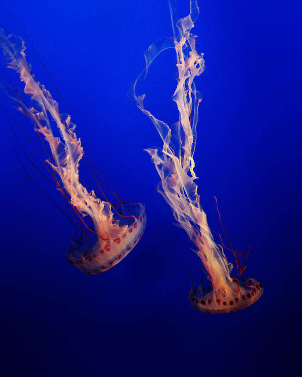 Sea Jelly Poster featuring the photograph Sea Jelly by Ryu Shin Woo