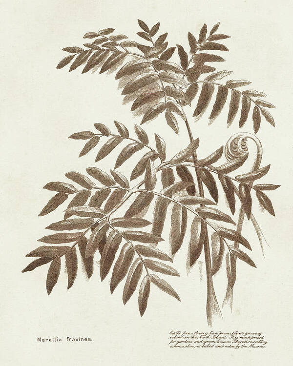 Botanical Floral Poster featuring the painting Sepia Fern Varieties II by Unknown