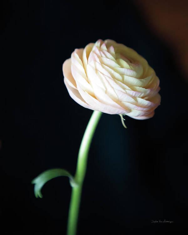 Black Poster featuring the photograph Single Ranunculus I by Debra Van Swearingen