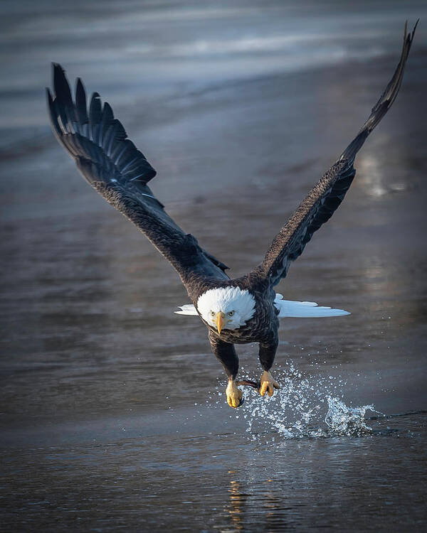 Eagle Poster featuring the photograph Slpish Splash by Laura Hedien
