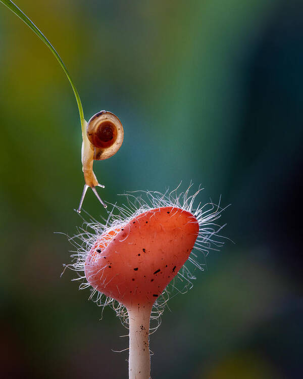 Bokeh Poster featuring the photograph Snails On Red Mushroom by Lisdiyanto Suhardjo