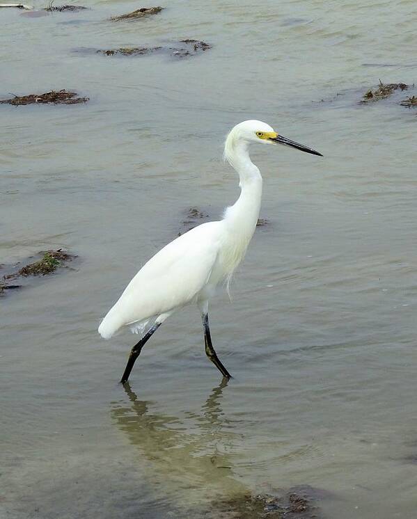 Birds Poster featuring the photograph Snowy Egret Strolling by Karen Stansberry
