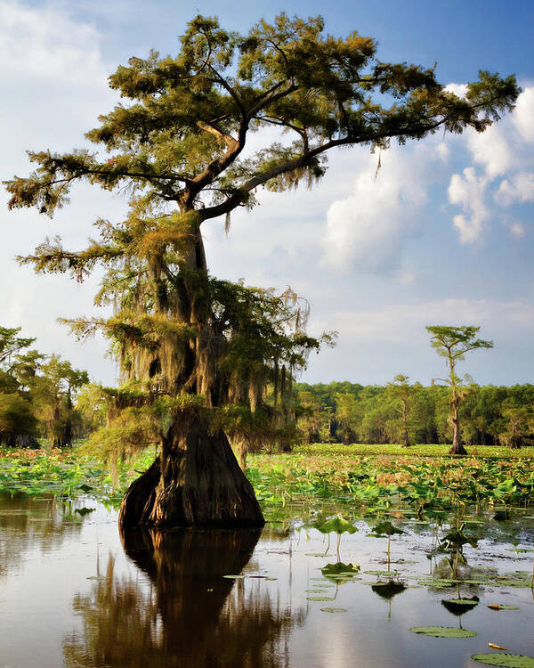 Bald Cypress Poster featuring the photograph Southern Canopy by Lana Trussell