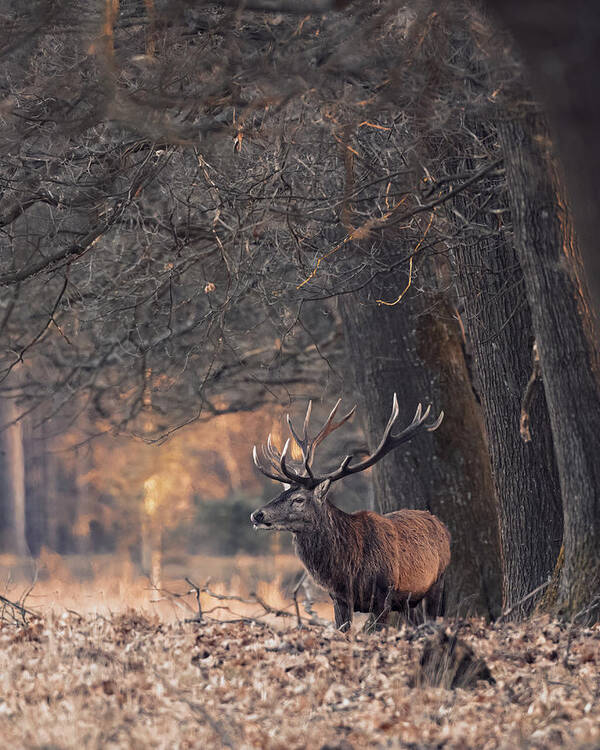 Animal Poster featuring the photograph Stag Resting In A Forest by Gert J Ter Horst