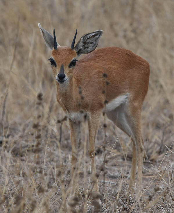 Steenbok Poster featuring the photograph Steenbok, Kruger National Park by Ben Foster