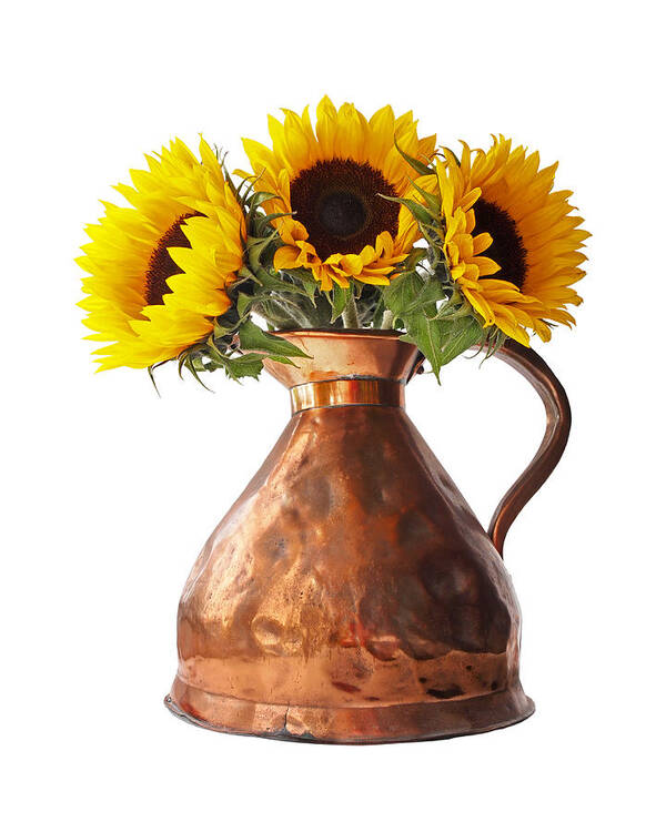 Sunflower Poster featuring the photograph Sunflowers In Copper Pitcher On White by Gill Billington