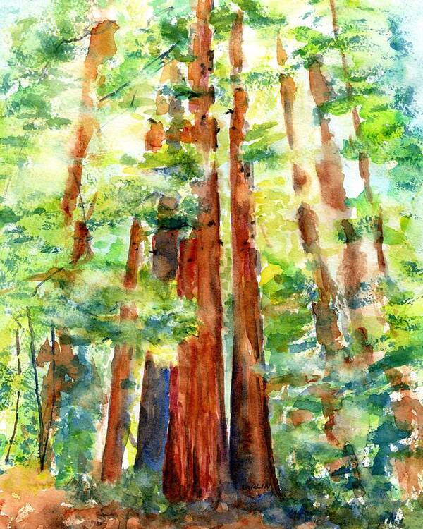 Redwoods Poster featuring the painting Sunlight through Redwood Trees by Carlin Blahnik CarlinArtWatercolor