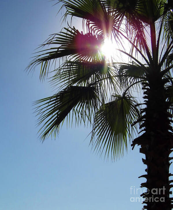 Sun Poster featuring the photograph Sunshine Palm by D Hackett