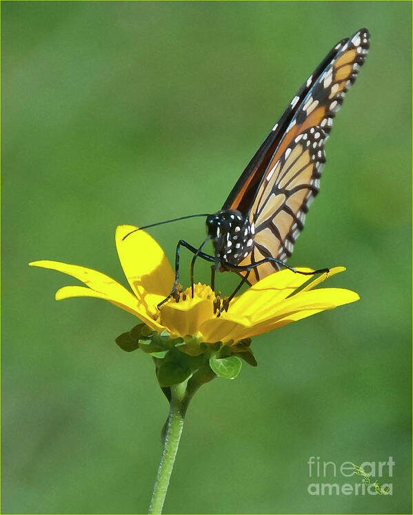 Butterfly Poster featuring the photograph Taking A Break by Billy Knight