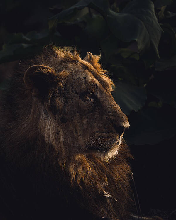 Animal Portrait Poster featuring the photograph The Alpha! by Kanchan Singodia