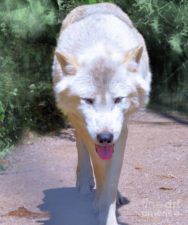 Wolf Poster featuring the photograph The White Wolf by Elaine Manley