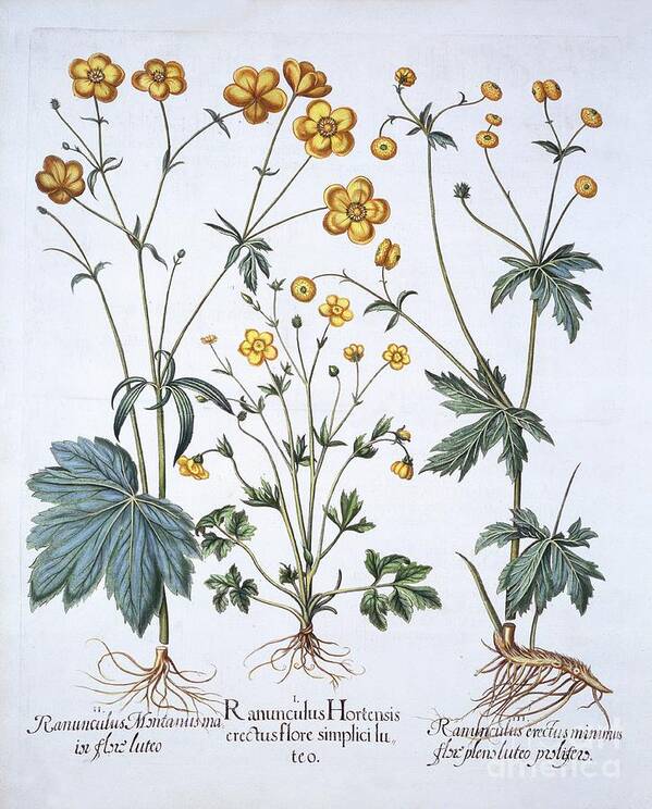 Yellow Poster featuring the drawing Three Varieties Of Buttercup by Heritage Images