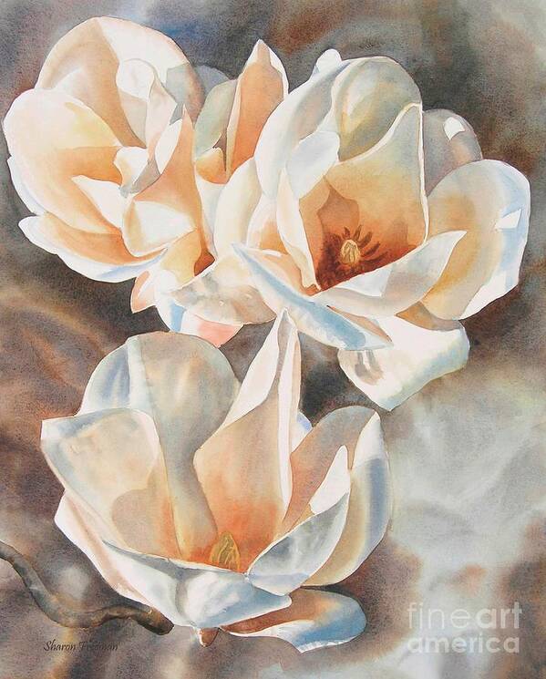 White Poster featuring the painting Three White Magnolias by Sharon Freeman