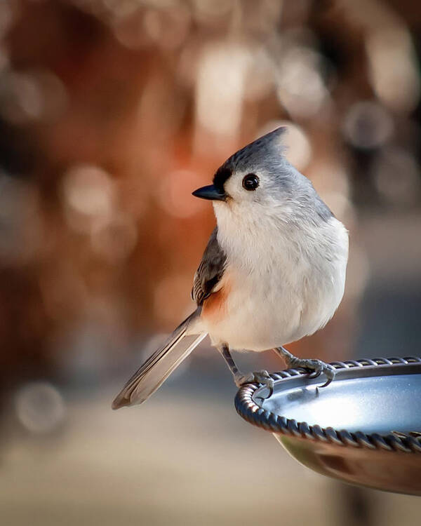 Titmouse Poster featuring the photograph Titmouse by James Barber