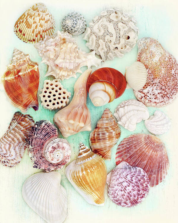 Vintage Poster featuring the photograph Treasures from the Sea by Kathi Mirto