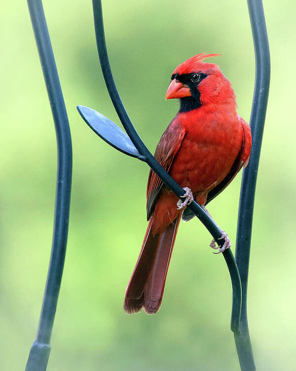 Trellis Poster featuring the photograph Trellis Perch by Art Cole