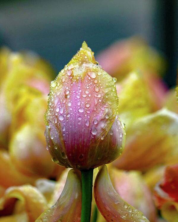 Macro Poster featuring the photograph Tulips in the Rain by Susan Rydberg