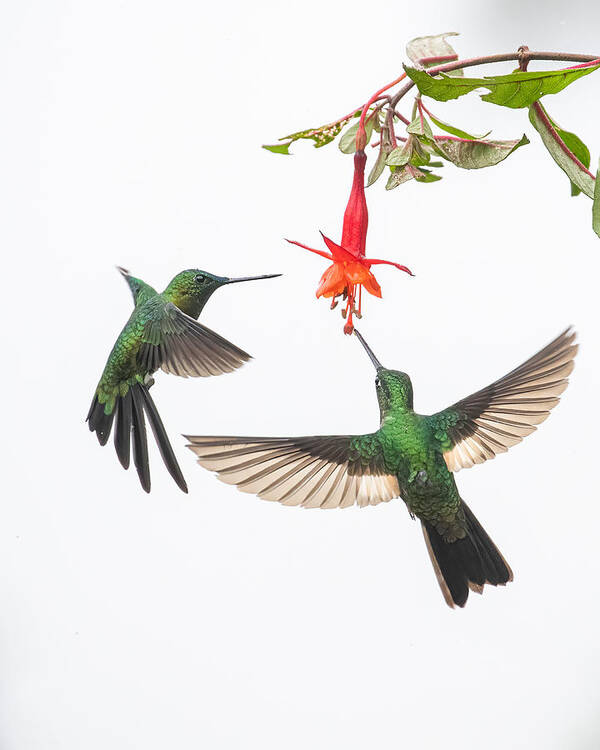Hummingbirds Poster featuring the photograph Two Hummingbirds At A Flower by Siyu And Wei Photography
