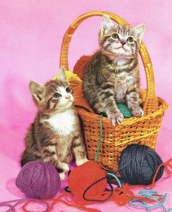 Animal Poster featuring the drawing Two Kittens in a Basket of Yarn by CSA Images