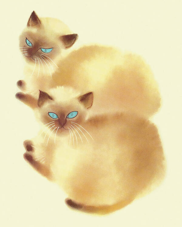 Animal Poster featuring the drawing Two Siamese Cats by CSA Images